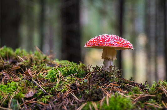 Amanita Mushroom Gummies: Unlocking the Magic of Mushrooms