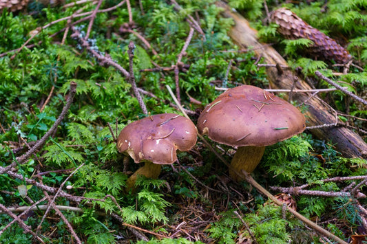 L-Theanine: A Natural Anxiety Relief Found in Mushrooms