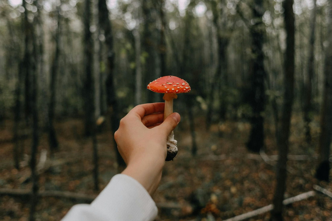 Dots Gummies Amanita Muscaria: The Mushroom Edible Everyone's Talking About